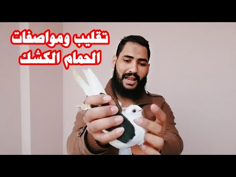 مواصفات وتقليب الحمام العنبري كشك واسعاره من ابو مريم التونسي