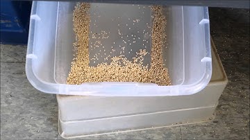 Sorting Sesame Seeds by AMVT (Meyer) Color Sorter