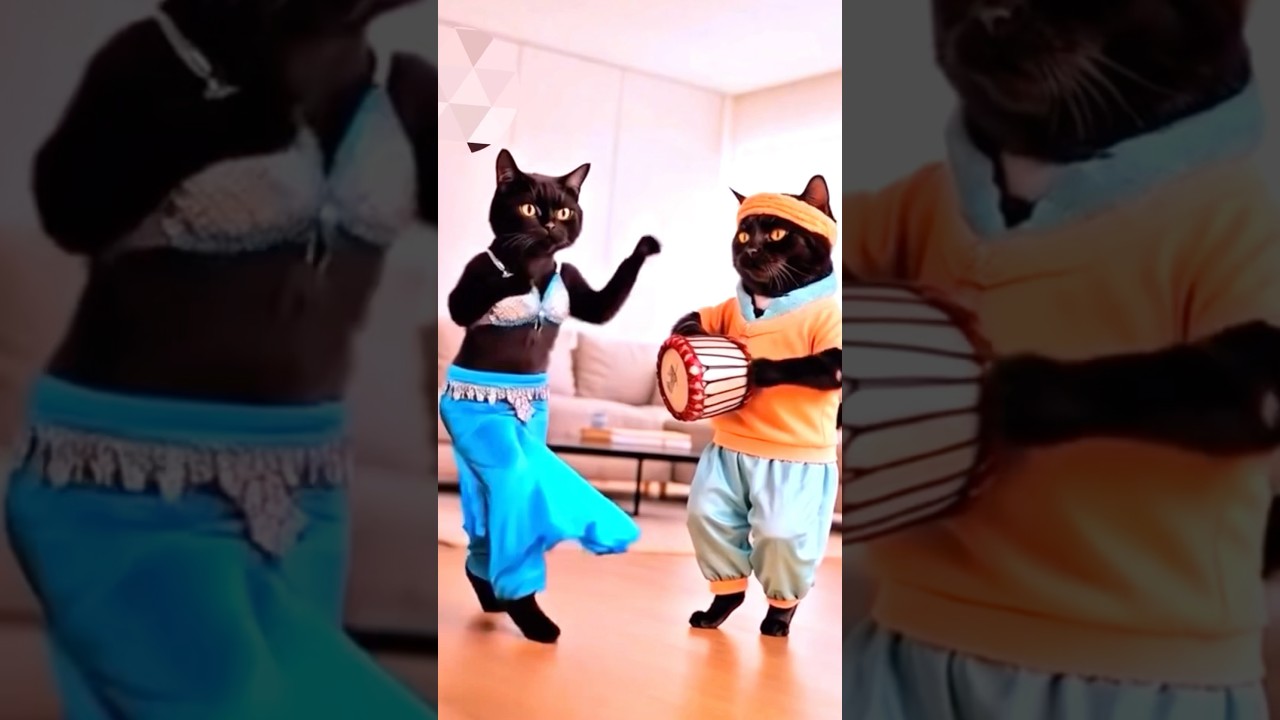 cat dance fun 🤣🤣funny video content for USA audience