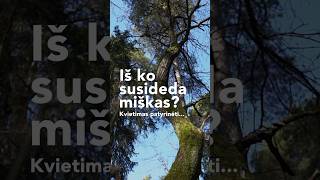 #gamta #gamtosterapija #terapija #miškas #miškoterapija #dvasingumas  #miskopoezija #meditacija