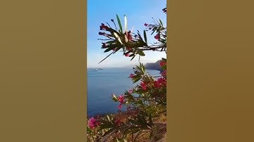 جنات عدن يدخلونها للقارئ عبد الباسط عبد الصمد