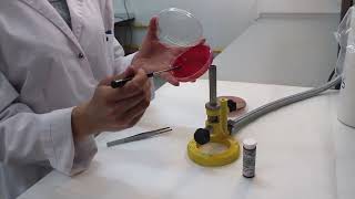 Prueba de sensibilidad a bacitracina