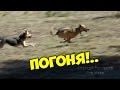 Погоня! Догонялки на просторе, прикол :)