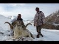 Tian Shan Marcopolo hunting (Chasse). Looking for the great one. By Seladang