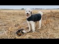 Pheasant Hunt Standard Poodle