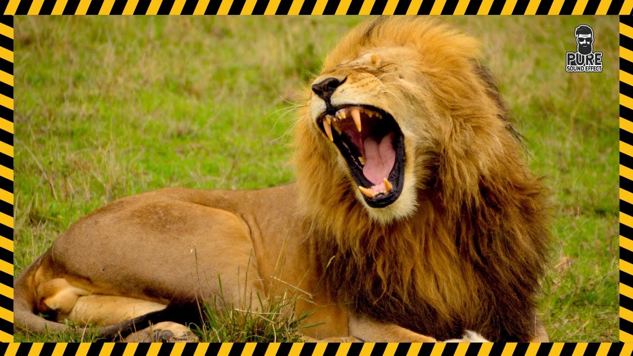 Lion Roar Sound Effect Free Download Mp3 Wav Pure Sound Effect Youtube [ 720 x 1280 Pixel ]