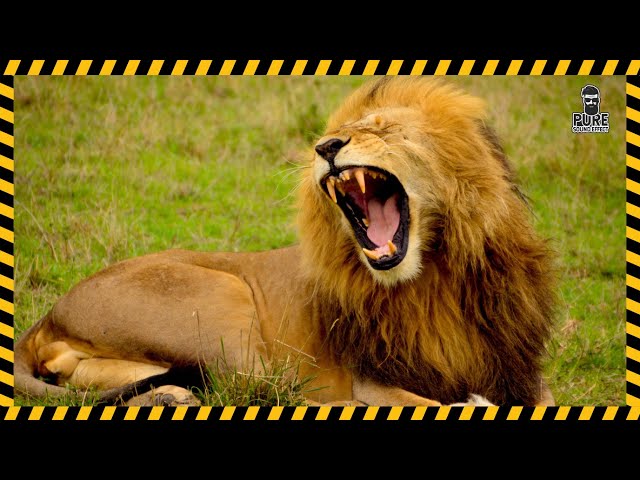 How A #Lion #Roars - Sound Effect - #Animation #LionVideo #forKids