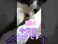 【猫動画】ハッピーと「たなばたさま」を歌おうとしましたが、眠いそうです😸😸😸😸😸