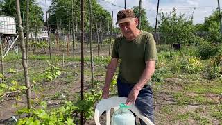 Внесение кальциевой селитры на винограднике