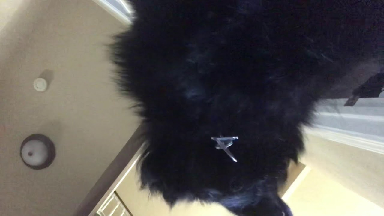 Best dog 2018 YouTube