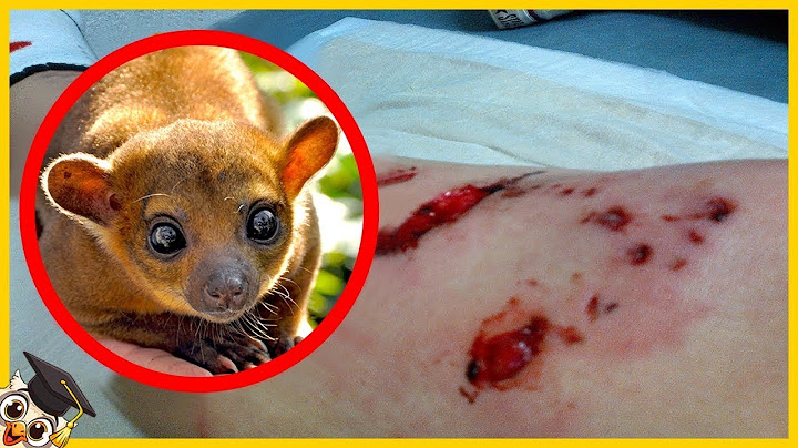 20 Animaux Adorables Qui Sont Mortels Pour Les Humains