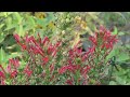 Cardinal flower and fan scarlet  cathys eclectic garden