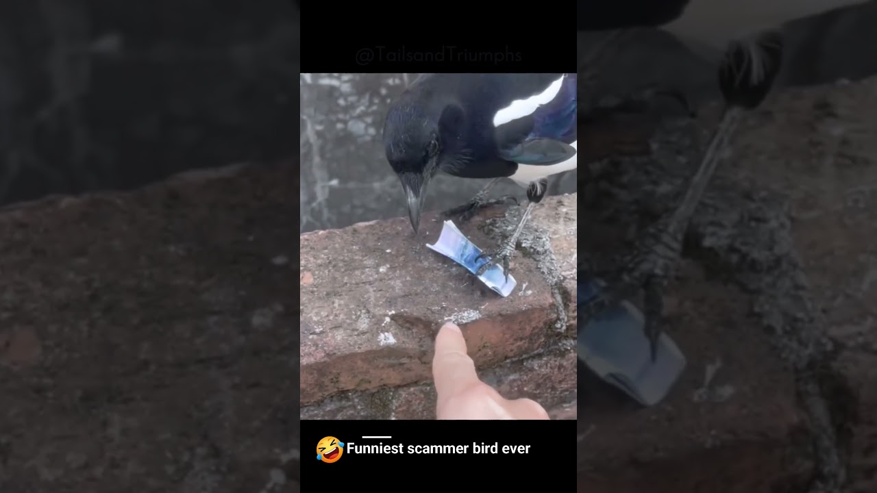 Breaking News: Feathered Spammer Strikes Again! 🦜💸🦜💰