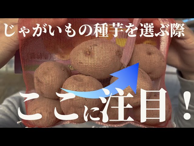 Potatoes] Be sure to check this when purchasing seed potatoes