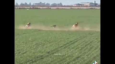 Sia Unstoppable (Official Video - Live from the Nostalgic For The Present Tour