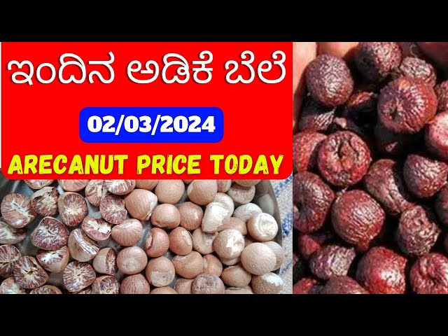ಇಂದಿನ ಅಡಿಕೆ ಮಾರುಕಟ್ಟೆ ಬೆಲೆ 02/03/2024 | Adike Market Rate Today in Karnataka class=