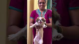 FINALLY  WE BUYED OUR DREAM SIDZHU PUPPY  DOG  #vlog #cat #dog #funny #comedy #trending