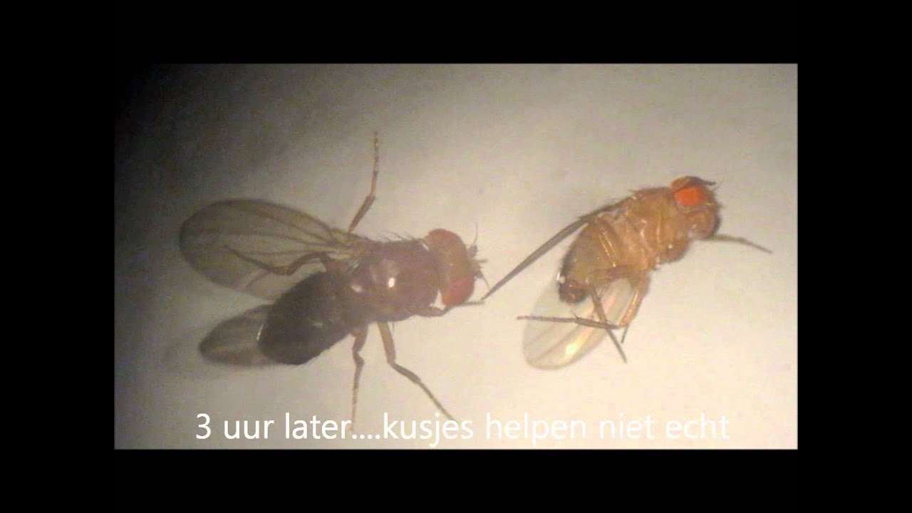 Fatale liefde van 2 fruitvliegen