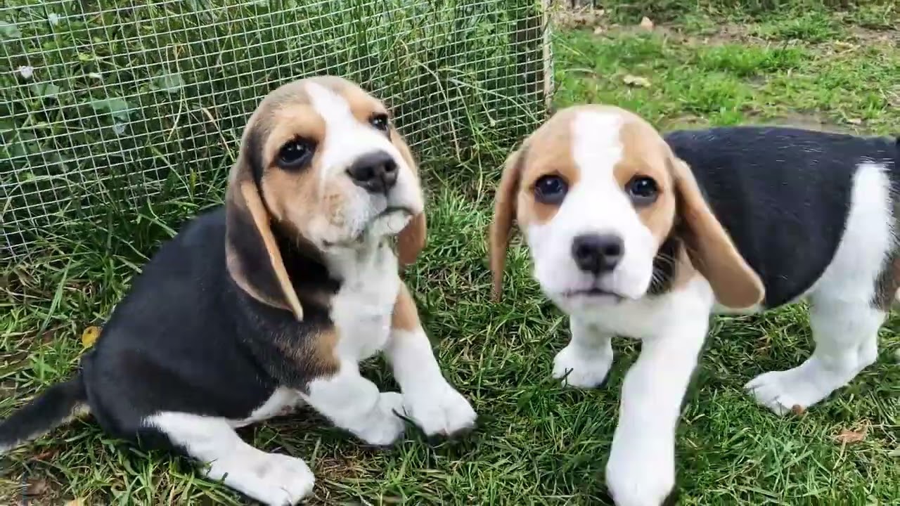 VDH/FCI Beaglewelpen von Rekka's Holzhütte 😍+ unser Rhodesian Ridgeback (Umzinto)fast 11Wochen.😘