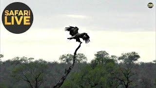 safariLIVE - Sunrise Safari - October 29, 2019