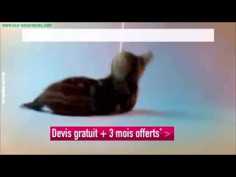 Assurance des Animaux dès 6.60€/mois