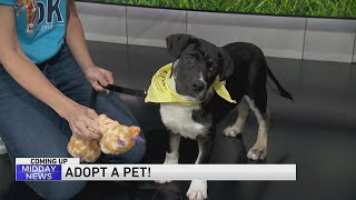 Adopt-A-Pet: PAWS Chicago