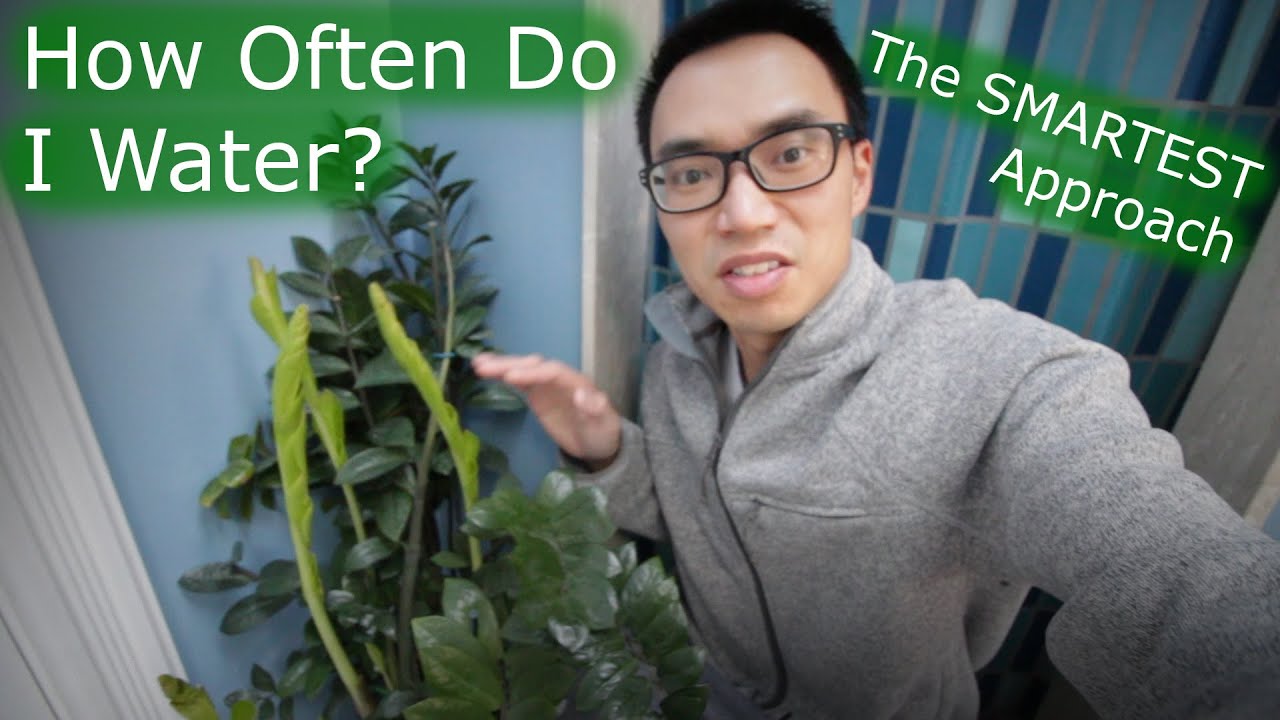 How Often Do I Water This Plant Best Approach YouTube How Often Do I Water This Plant Best Approach YouTube