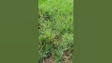 سورة البقرة آية ١٥٥