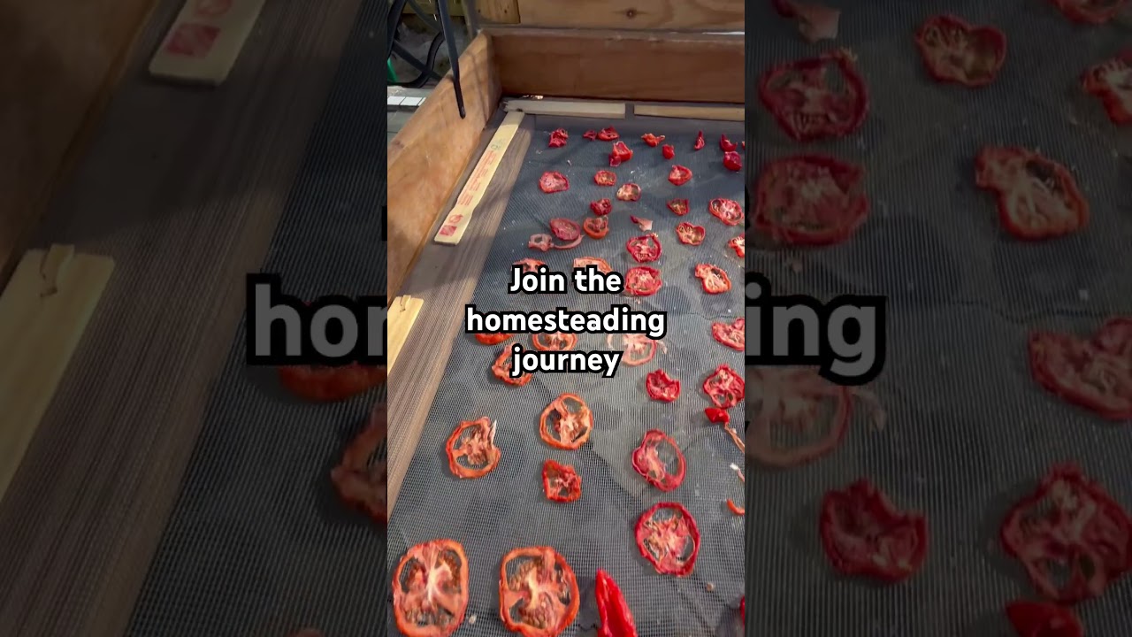 DIY sundried tomatoes! 🍅 