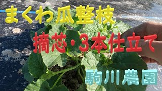 まくわ瓜・網干メロンの整枝　摘芯・3本仕立て　邑南町　駒川農園　22.6.3