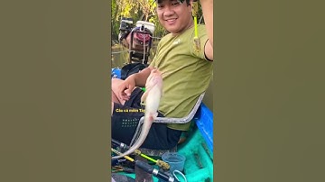 Câu cá ngát sông, mới xuống cần cá ăn là vui rồi