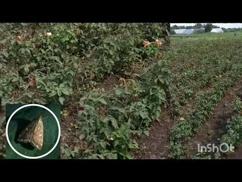 срочно(НОВЫЙ ВРЕДИТЕЛЬ) #питомникроз