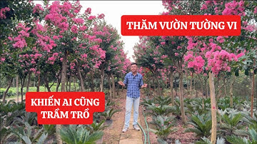 Thăm Vườn Hoa TƯỜNG VI HỒNG Khiến Ai Cũng Phải Trầm Trồ ! Đt/Zalo 0968.750.386 / 092.391.6866