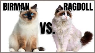 birman VS ragdoll cat's