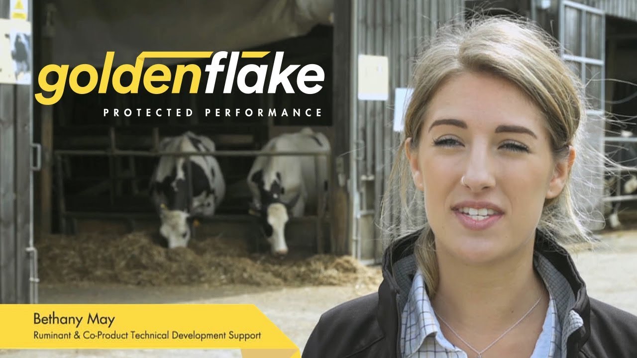 Golden Flake - Palm Fat Supplement (C16:0 C18:0 Bypass Fat)