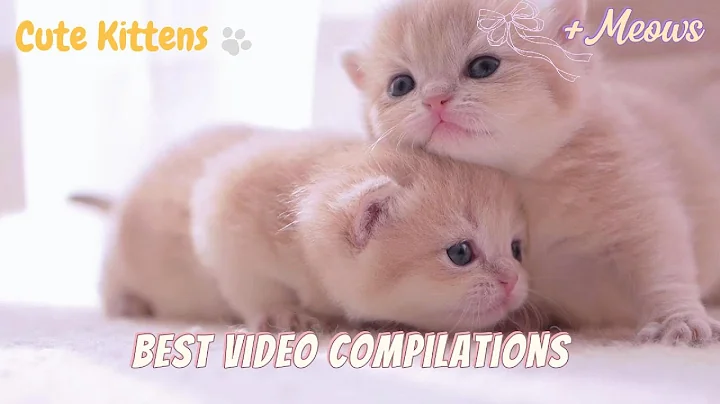 Watch the video about Cuddly Kittens will Melt your Heart❤️Best 2025 Compilation[2]🧸🥰💕