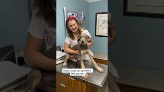 Rare Great Dane Puppy! #greatdane  #puppiesoftiktok  #greatdanesoftiktok