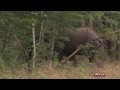 Zimbabwe export elephants