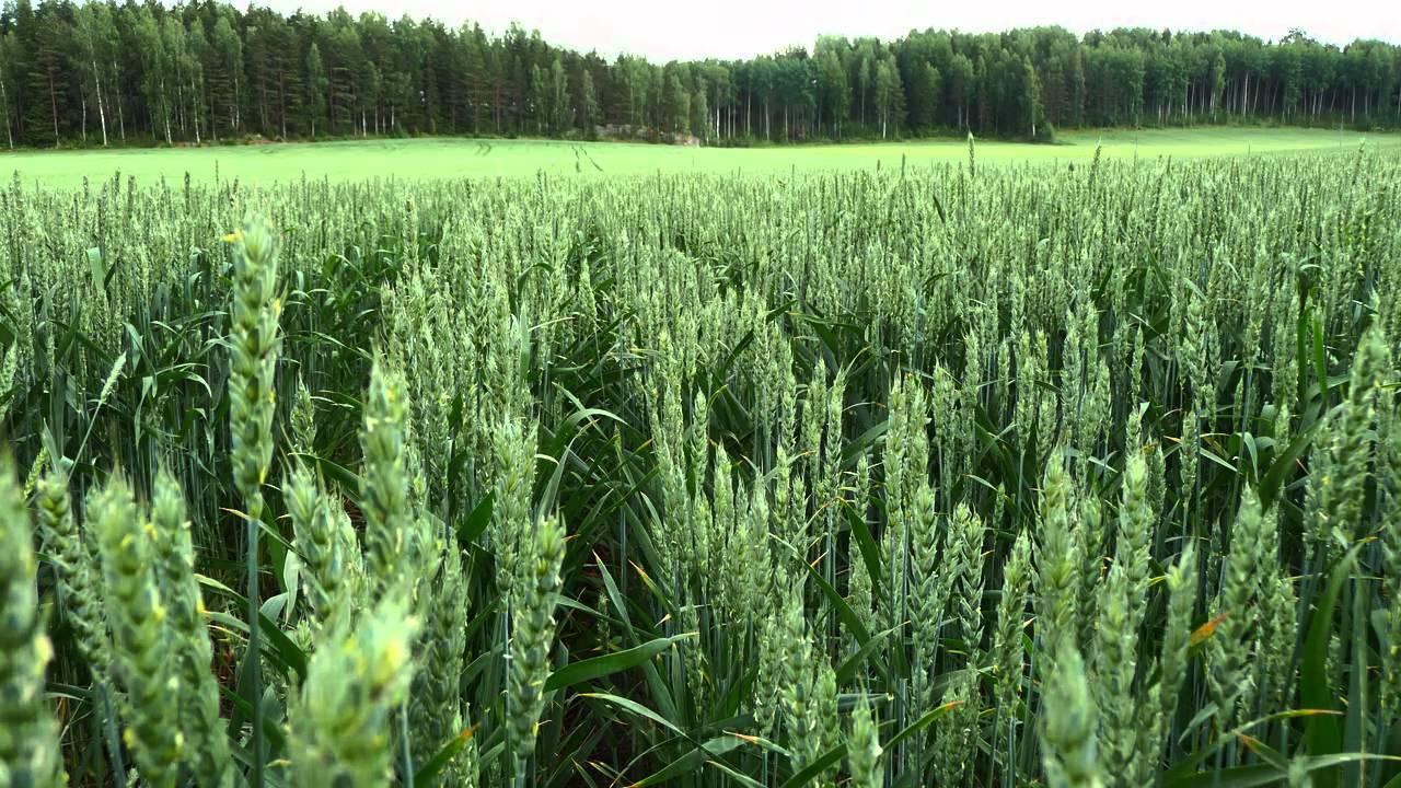 spring wheat grow