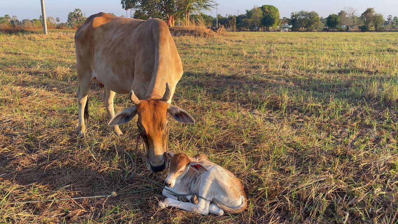 Relaxing with the calf