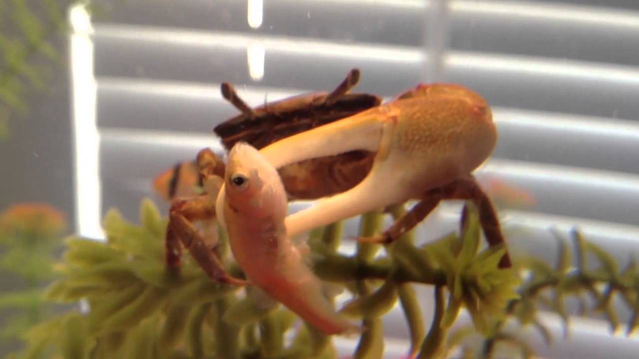 Fiddler crab eating YouTube