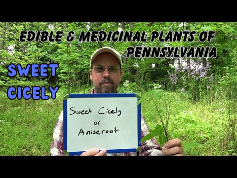 וִידֵאוֹ: Sweet Cicely Herb Uses: How To Grow Sweet Cicely Plants