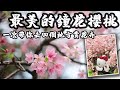 【香港賞花好去處】尋找最美的櫻花 | 去兩個最值得欣賞的香港花卉展覽 | 再遊饒宗頤文化館