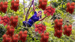 Extremely sweet red rambutan | Heavy rambutan harvest in the homeland | sell at the market