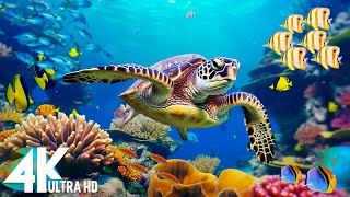 Under Red Sea 4K - Beautiful Coral Reef Fish in Aquarium, Sea Animals for Relaxation - 4K Video #23