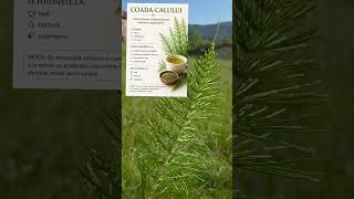 #natural #fyp #plantemedicinale #remediinaturale #fitoterapia