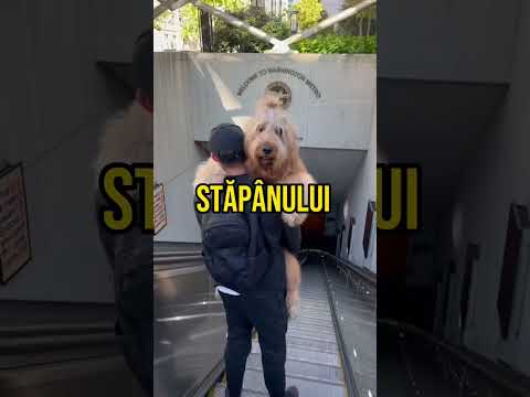 Video: Cum să aveți grijă de un buldog englez gravid