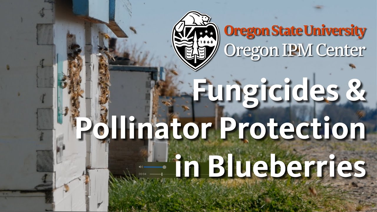 Fungicides & Pollinator Protection in Blueberries
