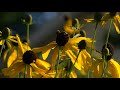 Garden Walkabout // Mostly Native Plants // A Wild Approach
