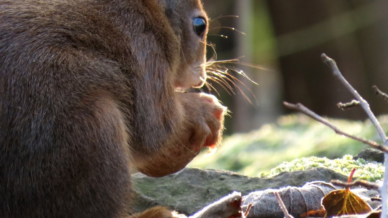 1564. Veverka obecná, Red Squirrel, Eurasisches Eichhörnchen, Eekhoorn,  